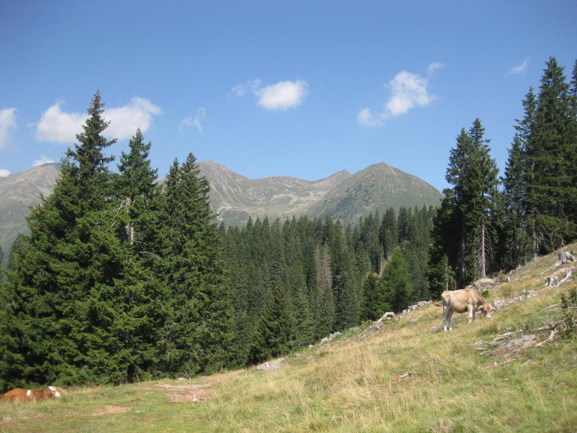Fewo Windbichl Parcines Esterno foto